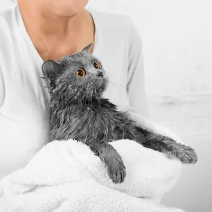 Bathing Cats Everything You Need to Know