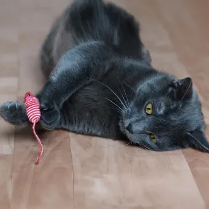 Best Types of Toys for Senior Cat