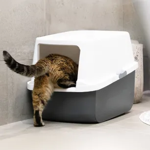 Blood in Cat Poo