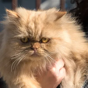 Breathing Problems in Flat-faced Cat Breeds