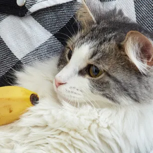 Can Cats Eat Bananas