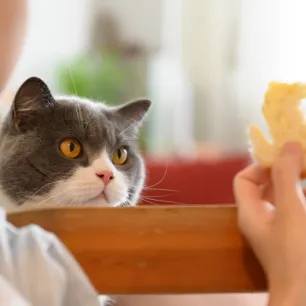Can Cats Eat Bread