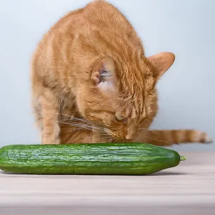 Can Cats Eat Cucumber