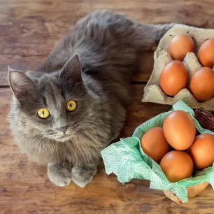 Can Cats Eat Eggs?