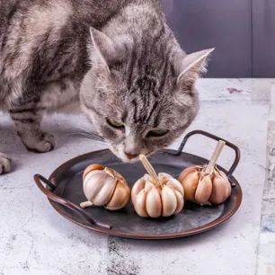 Can Cats Eat Garlic? 
