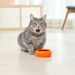 Can Cats Eat Oatmeal?