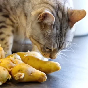 Can Cats Eat Potatoes
