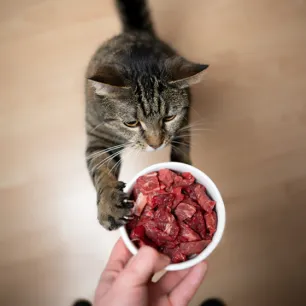 Can Cats Eat Raw Meat? All About Raw Food Diets for Cats