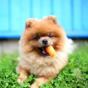 Can Dogs Eat Carrots?