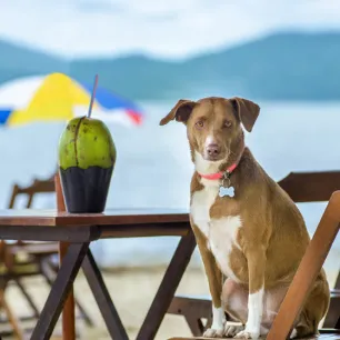 Can Dogs Eat Coconut?