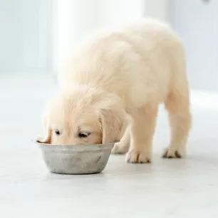 Can Dogs Eat Edamame? 