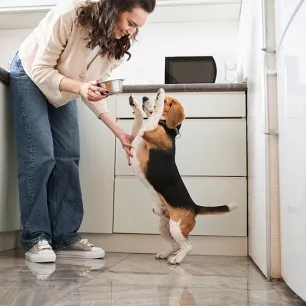 Can Dogs Eat Ham?