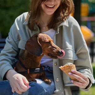 Can Dogs Eat Ice Cream?