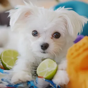 Can Dogs Eat Limes?