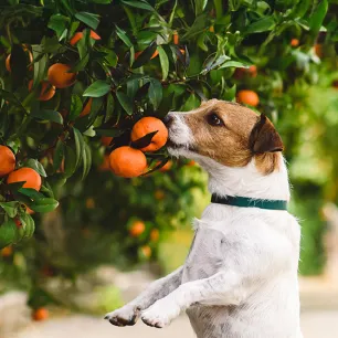 Can Dogs Eat Mandarins?