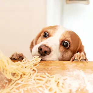 Can Dogs Eat Pasta, Spaghetti or Noodles?