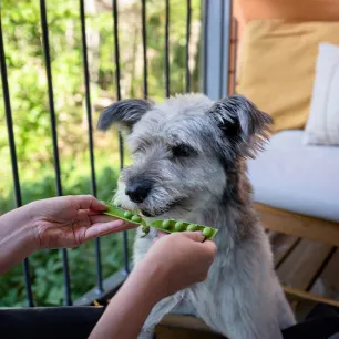 Can Dogs Eat Peas?