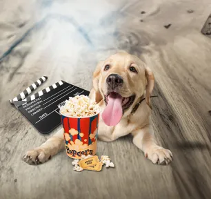 Can Dogs Eat Popcorn