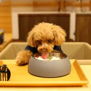 Can Dogs Eat Rice?