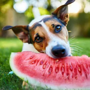 Can Dogs Eat Watermelon?