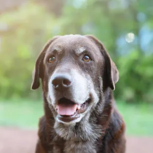 Can Dogs See Colour?