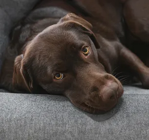 Cancer in dogs – signs and treatment