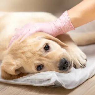 Canine Parvovirus What Is Parvo & Can Humans Get It