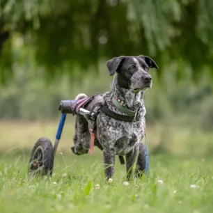 Caring for Paralysed Dogs and Wheelchair Advice