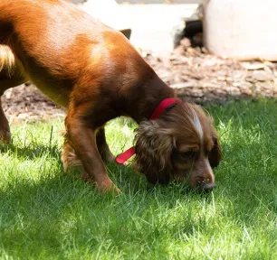 Caring for Your Blind Dog
