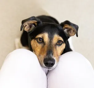 Caring for Your Deaf Dog