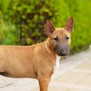 Caring for Your Dog's Sensitive Skin