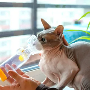 Cat Asthma - What It Is, Symptoms & Treatment