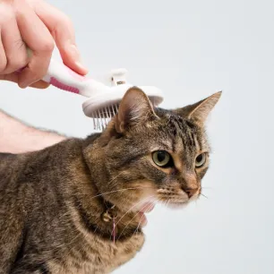 Cat Dandruff - Causes and Tips to Treat it