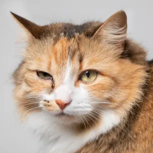 Cat Eye Infections - Symptoms and Treatments