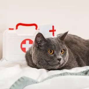 Cat First Aid