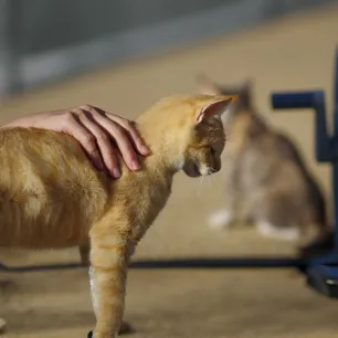 Cat Miscarriage Causes, Symptoms, and Treatment