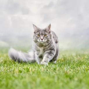 Cat Proofing Your Garden