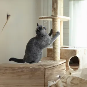 Cat Scratching Posts How to Find the Right Scratching Post For Your Cat