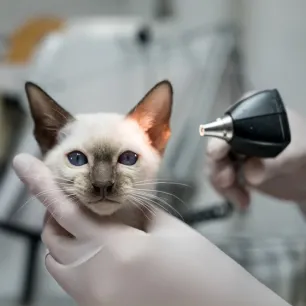 Cat mites everything you need to know