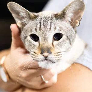 Coping with Blindness in Cats