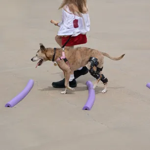 Cruciate Ligament in Dogs