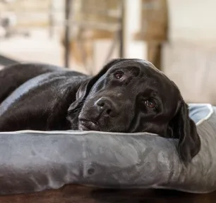 Do Dogs Dream?