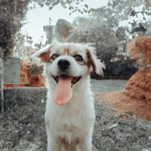Do Dogs Lose Teeth? All You Need To Know 