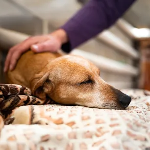 Dog Abscess: What to Look Out For & Best Treatment