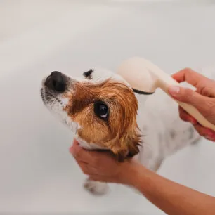 Dog Dandruff
