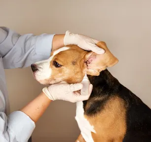 Dog Ear Infections and Other Ear Problems: Symptoms, Causes & Treatment