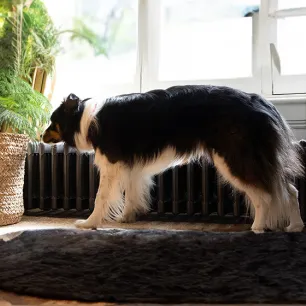 Dog Labour Signs & Puppy Delivery Stages Explained