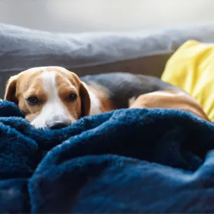 Dog Miscarriage 