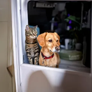 Dogs That Are Good with Cats