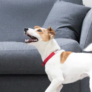 Excessive Dog Barking: Causes & Ways to Stop It